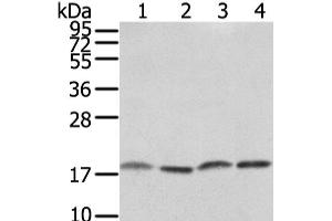 Western Blot analysis of PC3, TM4, hela and K562 cell using VAMP4 Polyclonal Antibody at dilution of 1/650 (VAMP4 抗体)