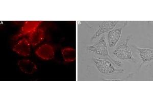 Expression of Neuropilin-1 in human U-87 MG cells - Cell surface detection of Neuropilin-1 in live intact human U-87 MG glioblastoma cells. (Neuropilin 1 抗体  (Extracellular, N-Term))