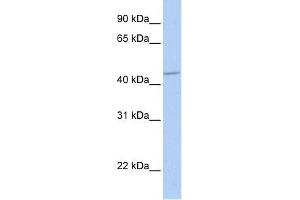GABRA5 antibody used at 1 ug/ml to detect target protein. (GABRA5 抗体)