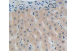 IHC-P analysis of Human Tissue, with DAB staining. (MGEA5 抗体  (AA 6-240))