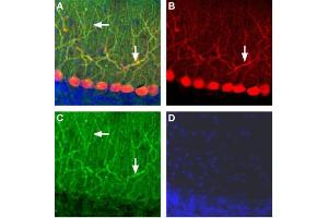 Expression of AMPA Receptor 2 (GluA2) in rat cerebellumImmnunohistochemical staining of rat cerebellum using Anti-GluR2 (GluA2) (extracellular) Antibody (ABIN7581893) .