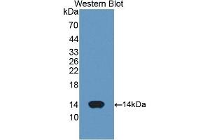 Detection of Recombinant CYCS, Human using Polyclonal Antibody to Cytochrome C (CYCS) (Cytochrome C 抗体  (AA 5-100))