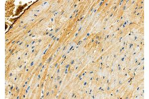 ABIN6265849 and ABIN6276500 at 1/100 staining Mouse heart tissue by IHC-P. (UBE2K 抗体  (C-Term))