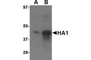 Western Blotting (WB) image for anti-Hemagglutinin antibody (Influenza A Virus H5N1) (Center) (ABIN2457870) (Hemagglutinin 抗体  (Center))