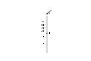 Anti-SRY Antibody (N-Term)at 1:2000 dilution + HepG2 whole cell lysates Lysates/proteins at 20 μg per lane. (SRY 抗体  (AA 52-82))