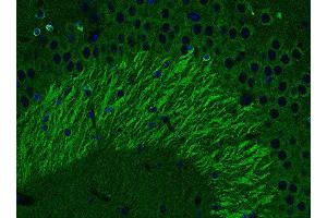 Indirect immunofluorescence labeling of PFA fixed, paraffin embedded mouse hippocampus section (dilution 1 : 500; green). (tau 抗体  (AA 3-214))