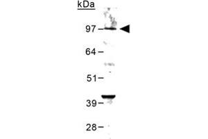Western blot analysis of Grm6 in mouse brain lysate using Grm6 polyclonal antibody  at 0. (Metabotropic Glutamate Receptor 6 抗体)