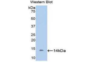 Western Blotting (WB) image for anti-D-Aspartate Oxidase (DDO) (AA 161-272) antibody (ABIN1176730) (DDO 抗体  (AA 161-272))