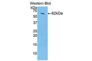 Western Blotting (WB) image for anti-Hydroxysteroid (17-Beta) Dehydrogenase 12 (HSD17B12) (AA 1-312) antibody (ABIN1859205) (HSD17B12 抗体  (AA 1-312))