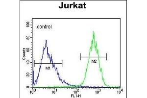 PRRG3 Antibody (Center) (ABIN654581 and ABIN2844283) flow cytometric analysis of Jurkat cells (right histogram) compared to a negative control cell (left histogram). (PRRG3 抗体  (AA 121-150))