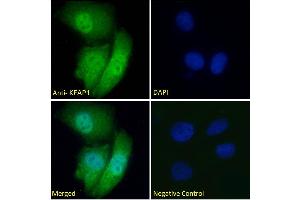 ABIN768571-P1 Immunofluorescence analysis of paraformaldehyde fixed HeLa cells, permeabilized with 0. (KEAP1 抗体  (AA 41-53))