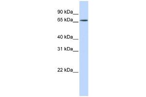 WB Suggested Anti-HNRNPR Antibody Titration:  0. (HNRNPR 抗体  (N-Term))
