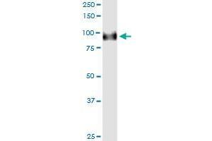 Immunoprecipitation of FBXO42 transfected lysate using rabbit polyclonal anti-FBXO42 and Protein A Magnetic Bead (FBXO42 (人) IP-WB Antibody Pair)