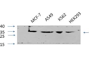 Western Blot analysis of MCF-7 (1), A549 (2), K562 (3), HEK293 (4), diluted at 1:1000.