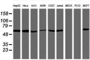 Image no. 1 for anti-Tripartite Motif Containing 38 (TRIM38) (AA 1-265) antibody (ABIN1490683) (TRIM38 抗体  (AA 1-265))