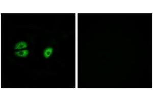Immunofluorescence (IF) image for anti-Mitochondrial Ribosomal Protein S22 (MRPS22) (AA 231-280) antibody (ABIN2890408) (MRPS22 抗体  (AA 231-280))