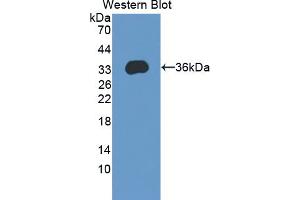 Western blot analysis of the recombinant protein. (KHDRBS1 抗体  (AA 152-381))