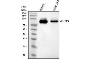 Western blot analysis of DDX4 using anti-DDX4 antibody (ABIN7601203). (DDX4 抗体  (AA 3-666))