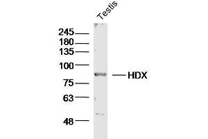 Mouse testis lysates probed with HDX Polyclonal Antibody, unconjugated  at 1:300 overnight at 4°C followed by a conjugated secondary antibody for 60 minutes at 37°C. (HDX 抗体  (AA 1-100))