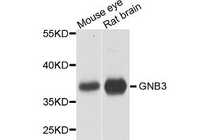 Western blot analysis of extracts of various cell lines, using GNB3 antibody (ABIN5970645) at 1/1000 dilution. (GNB3 抗体)