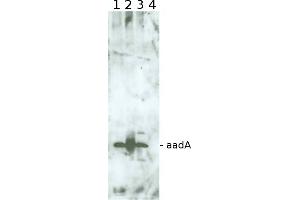 Image no. 1 for anti-Aminoglycoside adenyltransferase (aadA1) antibody (ABIN5706932) (AadA1 抗体)