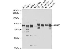 Western blot analysis of extracts of various cell lines, using KPN antibody (ABIN6131809, ABIN6142993, ABIN6142994 and ABIN6223173) at 1:1000 dilution. (KPNA5 抗体  (AA 1-240))