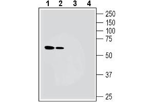 Western Blotting (WB) image for anti-Neuromedin U Receptor 1 (NMUR1) (AA 316-331), (Extracellular) antibody (ABIN7043365)