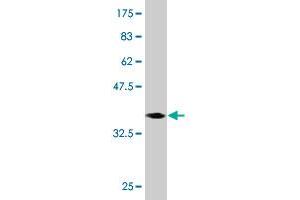 Western Blot detection against Immunogen (37. (PURA 抗体  (AA 183-292))