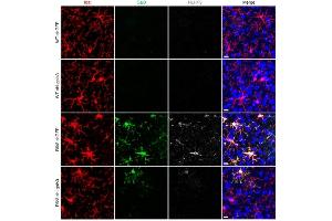 Immunofluorescence staining of mouse brain tissues (NLRP3 抗体  (Pyrin Domain))