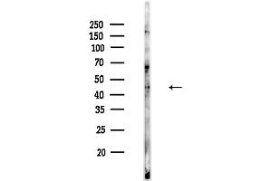 Western blot analysis of lysates from Rat brain, using NeuN Antibody at 1/1000 dilution.