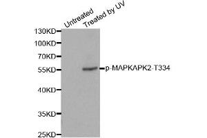 Western blot analysis of extracts from HeLa cells, using Phospho-MAPKAPK2-T334 antibody (ABIN2988148). (MAPKAP Kinase 2 抗体  (pThr334))