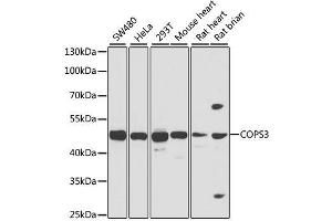 Western blot analysis of extracts of various cell lines, using COPS3 antibody. (COPS3 抗体  (AA 194-423))