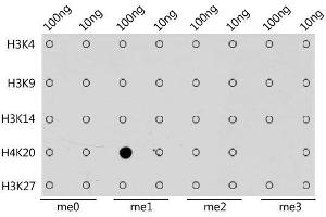 Dot-blot analysis of all sorts of methylation peptides using MonoMethyl-Histone H4-K20 antibody. (Histone H4 抗体  (meLys20))