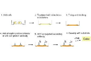 Cell-Based protein phosphorylation procedure (EGFR ELISA 试剂盒)