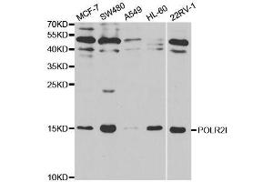 Western blot analysis of extracts of various cell lines, using POLR2I antibody. (POLR2I 抗体  (AA 1-125))