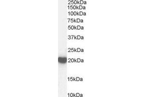 Western Blotting (WB) image for Peroxiredoxin 2 (PRDX2) peptide (ABIN369518) (Peroxiredoxin 2 (PRDX2) Peptide)