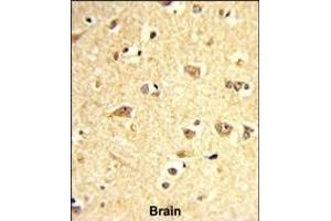 Formalin-fixed and paraffin-embedded human brain reacted with SOX4 Antibody (Center), which was peroxidase-conjugated to the secondary antibody, followed by DAB staining. (SOX4 抗体  (AA 269-297))