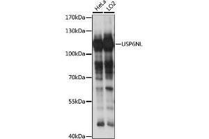 Western blot analysis of extracts of various cell lines, using USP6NL antibody (ABIN7271236) at 1:1000 dilution. (USP6NL 抗体  (AA 300-600))
