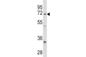 Western Blotting (WB) image for anti-Leucine Rich Repeat Containing 32 (LRRC32) (AA 234-260) antibody (ABIN3028542)
