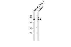 All lanes : Anti-Nr5a2 Antibody (Center) at 1:1000 dilution Lane 1: mouse small intestine lysates Lane 2: rat testis lysates Lysates/proteins at 20 μg per lane.
