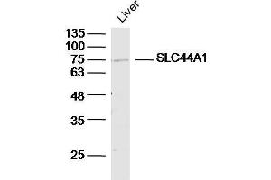 SLC44A1 抗体  (AA 81-180)