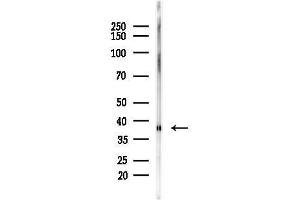 Western blot analysis of lysates from HepG2 cells(starvation,24h treatment), using XRCC3 Antibody at 1/1000 dilution.