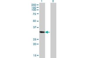 Western Blot analysis of PRRX2 expression in transfected 293T cell line by PRRX2 monoclonal antibody (M01), clone 4C9. (PRRX2 抗体  (AA 151-253))