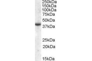 ABIN570938 (2µg/ml) staining of Human Skeletal Muscle lysate (35µg protein in RIPA buffer). (APOL6 抗体  (Internal Region))