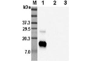 Western blot analysis using anti-RELM-β (human), pAb  at 1:5'000 dilution. (RETNLB 抗体)