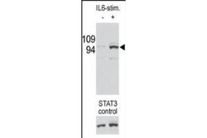 Image no. 1 for anti-Signal Transducer and Activator of Transcription 3 (Acute-Phase Response Factor) (STAT3) (pSer727) antibody (ABIN5552053) (STAT3 抗体  (pSer727))