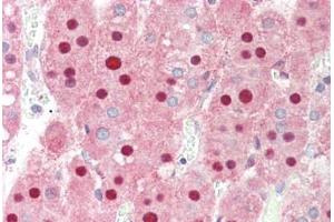 anti-Peptidylprolyl Cis/trans Isomerase, NIMA-Interacting 1 (PIN1) antibody