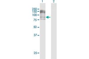 Western Blot analysis of NCAM1 expression in transfected 293T cell line by NCAM1 MaxPab polyclonal antibody. (CD56 抗体  (AA 1-858))