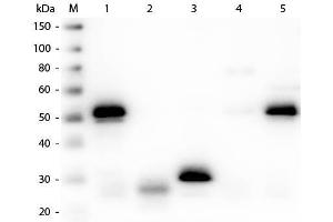Western Blot of Anti-Rabbit IgG (H&L) (SHEEP) Antibody (Min X Hu, Gt, Ms Serum Proteins) . (绵羊 anti-兔 IgG (Heavy & Light Chain) Antibody (Alkaline Phosphatase (AP)) - Preadsorbed)