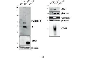 Western Blotting (WB) image for anti-Calnexin (CANX) (Internal Region) antibody (ABIN2855124)
